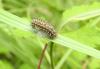 260601 – Photo : babillou – France (40)