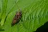 260513 – Photo : Alain FOUCLET – France (46)