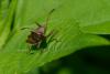 260510 – Photo : Alain FOUCLET – France (46)