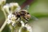 260860 – Photo : Olivier Pouvreau – France (86)