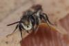 260739 – Photo : Olivier Pouvreau – France (86)