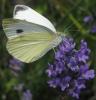 260002 – Photo : Axel Dehalleux – France (93)