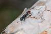 260433 – Photo : Sylvain Cretin – France (84)