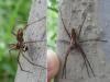 Pisaura mirabilis