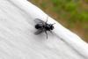 260113 – Photo : Jean Ygnard – France (89)