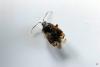 260514 – Photo : Jean Ygnard – France (89)