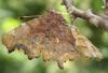 260909 – Photo : Denis Poirier – France (74)