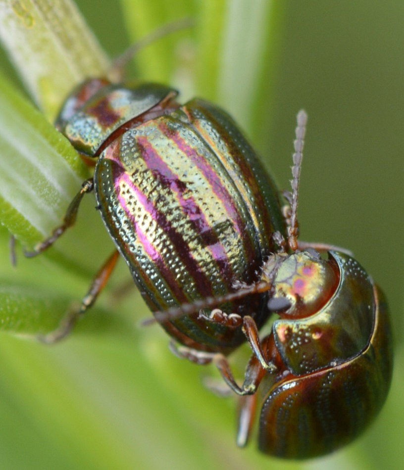 Christian Berquer - Chrysolina (Taeniochrysea) americana - réf. 260064 (816 x 950 pixels, 219 ko)
