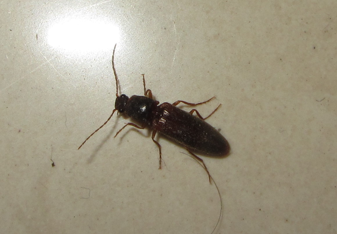 Lucie B - Athous sp. - réf. 260569 (1160 x 804 pixels, 161 ko)