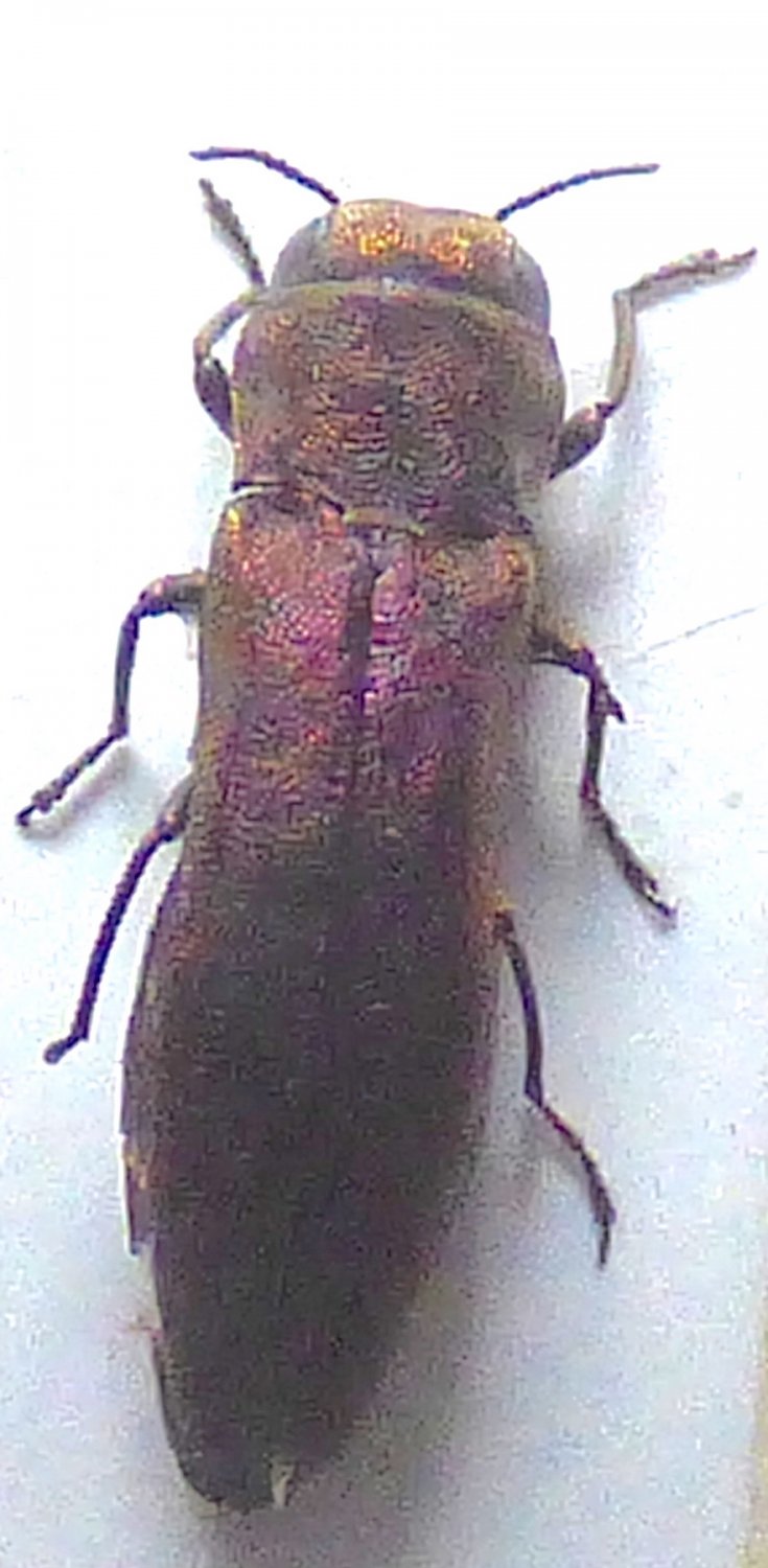 J. Coulon - Agrilus sp. - réf. 260638 (735 x 1500 pixels, 120 ko)