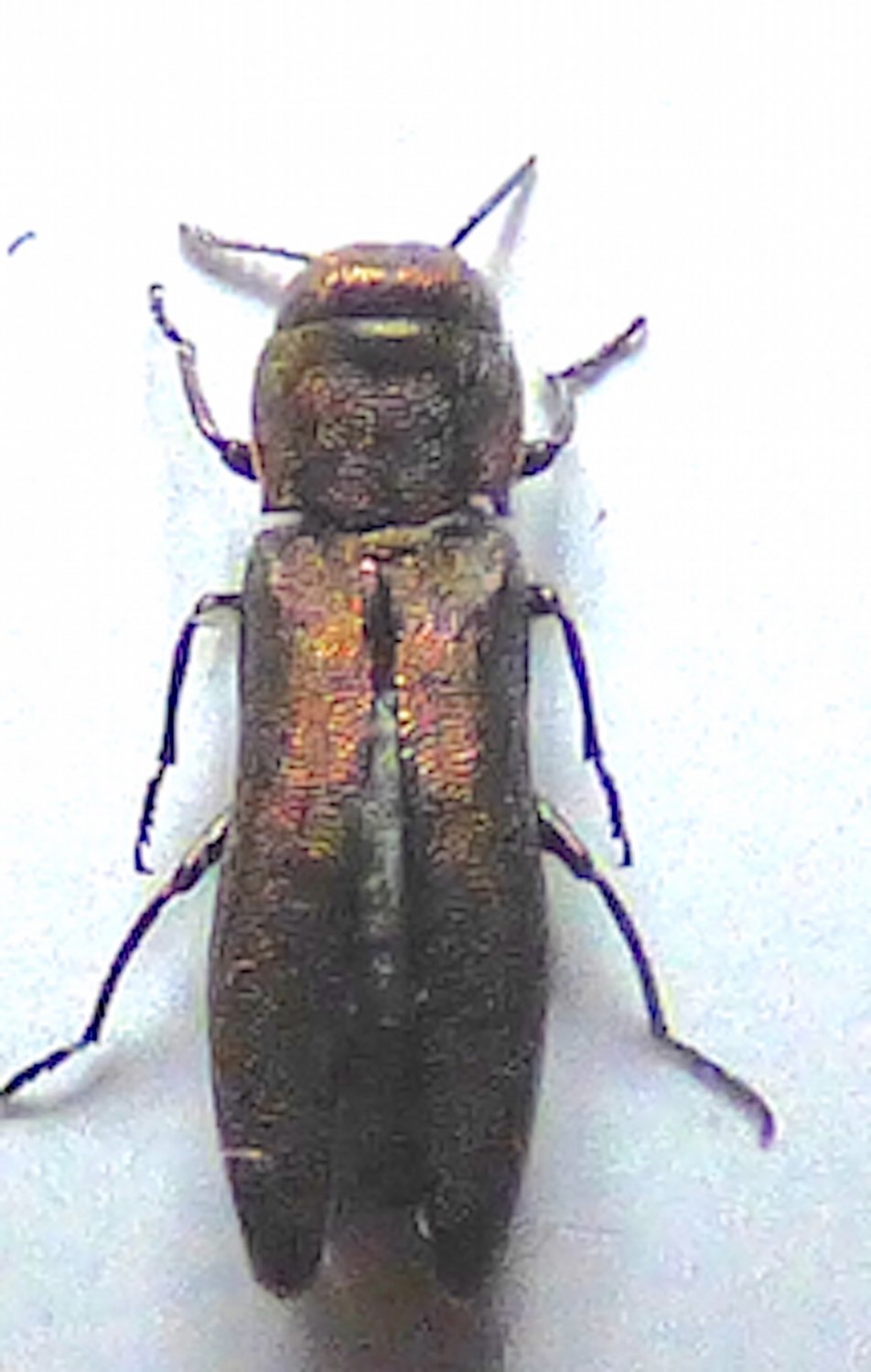 Anonyme - Agrilus sp. - réf. 260637 (952 x 1500 pixels, 121 ko)