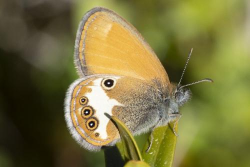 Réf. 261 005 : Coenonympha arcania