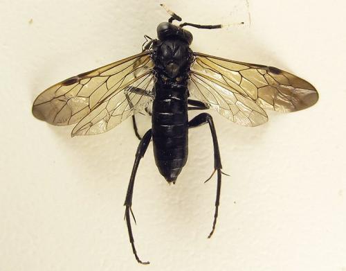 Réf. 261 404 : Macrophya infumata