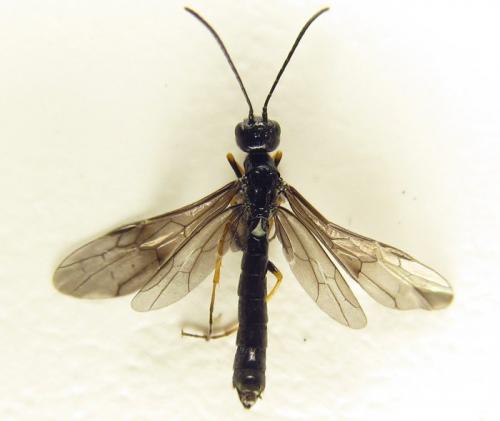 Cephus fumipennis