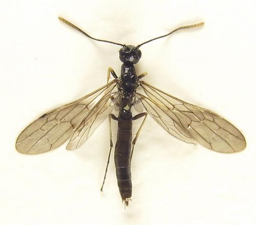 Calameuta pallipes