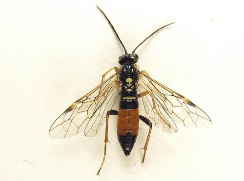 Réf. 261 895 : Tenthredopsis (nassata-scutellaris)