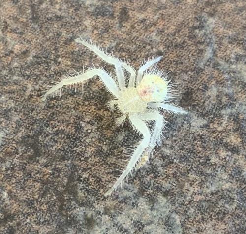 Heriaeus sp.