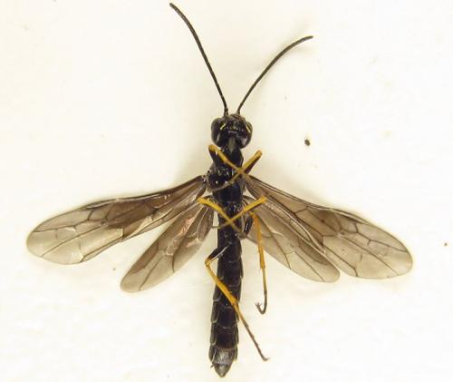 Cephus fumipennis