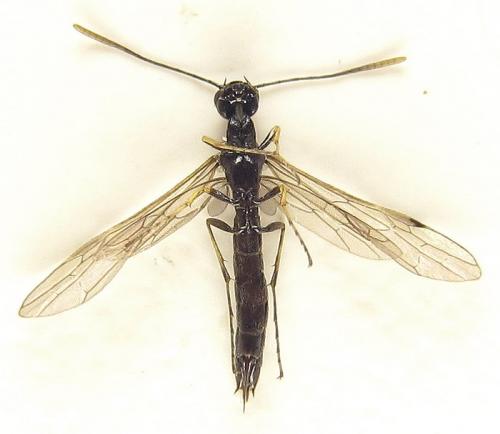 Calameuta pallipes