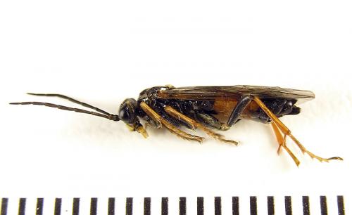 Réf. 261 896 : Tenthredopsis (nassata-scutellaris)