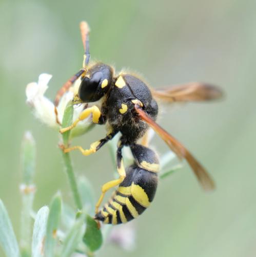 Paragymnomerus spiricornis