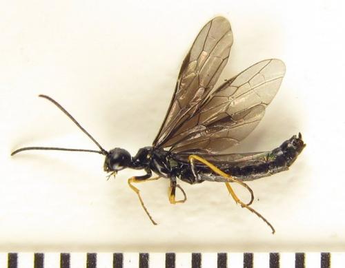 Cephus fumipennis