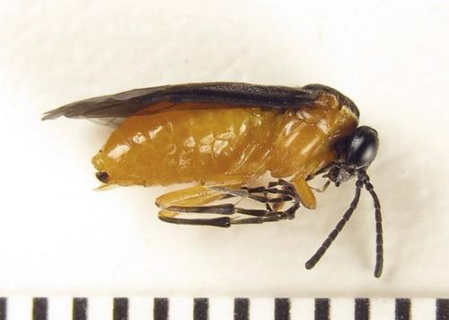 Réf. 261 626 : Athalia lugens