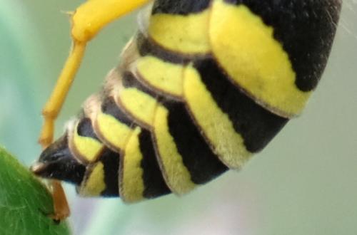 Paragymnomerus spiricornis