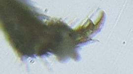 Calameuta pallipes