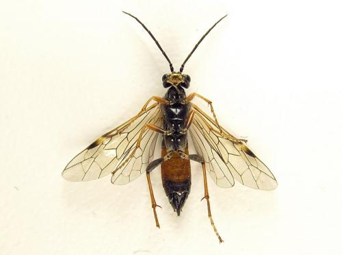 Réf. 261 897 : Tenthredopsis (nassata-scutellaris)