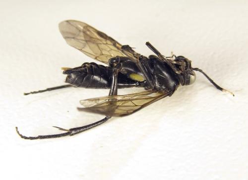 Réf. 261 406 : Macrophya infumata