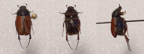 Melolonthinae