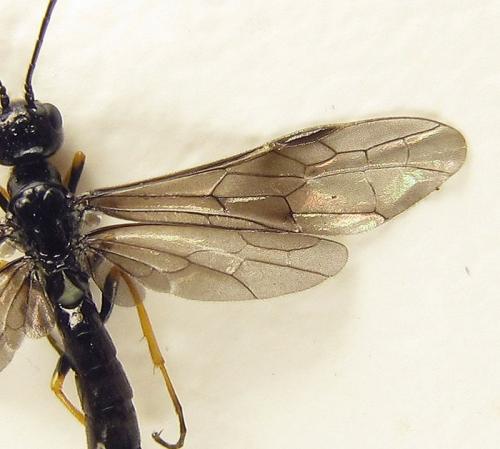 Cephus fumipennis