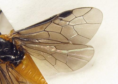 Réf. 261 627 : Athalia lugens