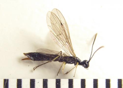 Calameuta pallipes