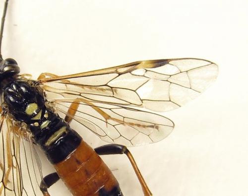 Réf. 261 898 : Tenthredopsis (nassata-scutellaris)