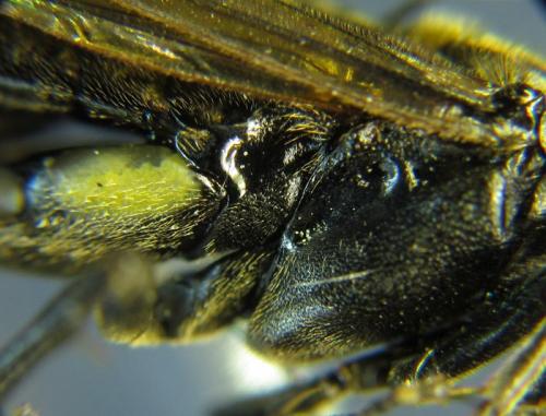 Réf. 261 407 : Macrophya infumata