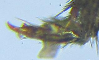 Cephus fumipennis