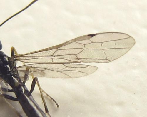 Réf. 261 731 : Calameuta pallipes