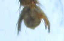 Réf. 261 899 : Tenthredopsis (nassata-scutellaris)