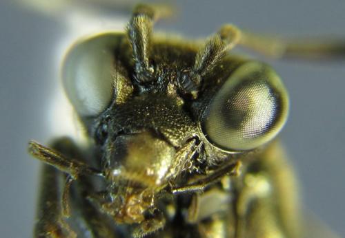 Réf. 261 408 : Macrophya infumata