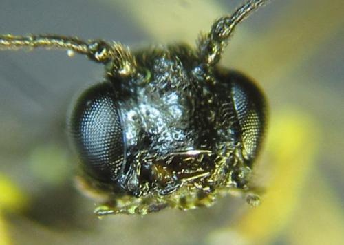 Réf. 261 732 : Calameuta pallipes