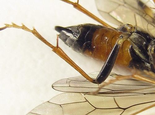 Réf. 261 900 : Tenthredopsis (nassata-scutellaris)