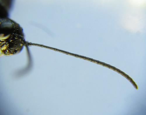 Cephus fumipennis