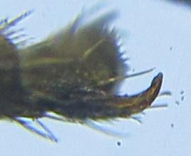 Réf. 261 629 : Athalia lugens