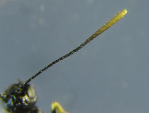 Calameuta pallipes