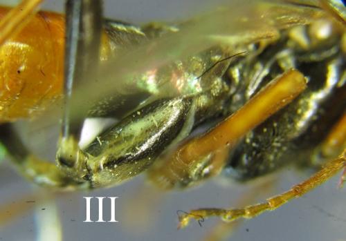 Réf. 261 901 : Tenthredopsis (nassata-scutellaris)