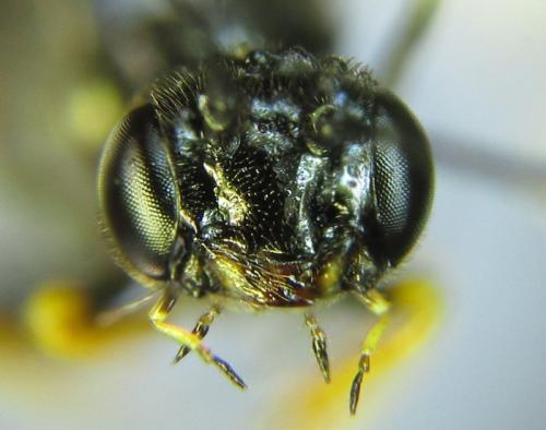 Réf. 261 432 : Cephus fumipennis