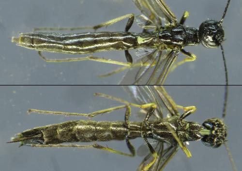Calameuta pallipes