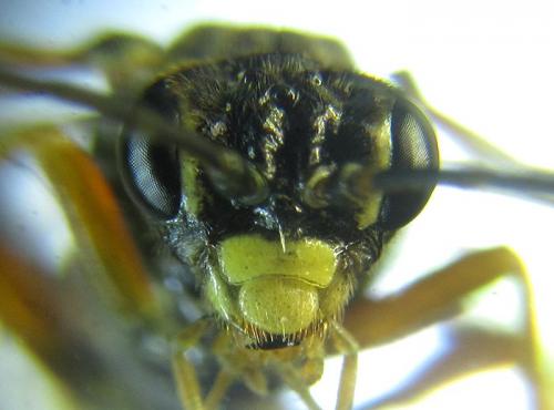 Réf. 261 902 : Tenthredopsis (nassata-scutellaris)